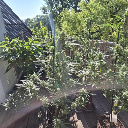 • GORILLA COOKIES • OUTDOOR •