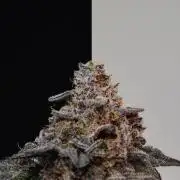 •OceanTruffle • Clones•