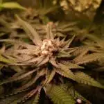 •WC×BBC • Lemonite•