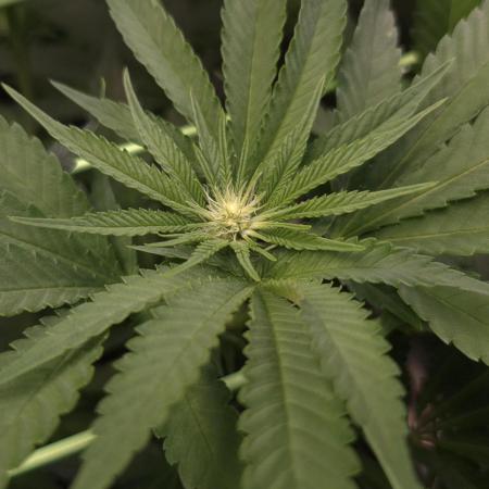 • Lemon Orange •