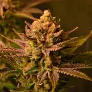 •WC×BBC • Lemonite•