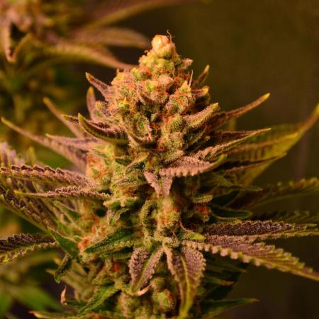 •WC×BBC • Lemonite•