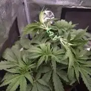 • Ocean Truffle •