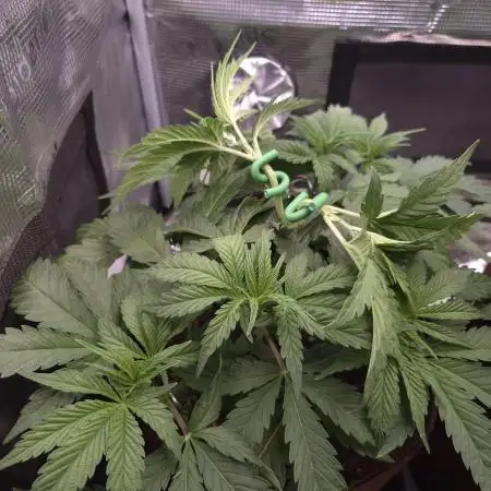 • Ocean Truffle •