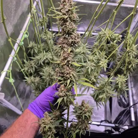 • HELGA • Critical Mass •