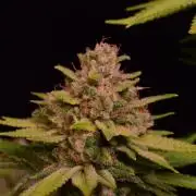 • Fruity Pebbles •