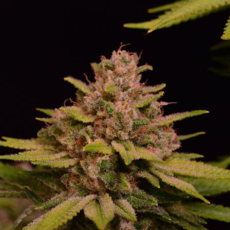 • Fruity Pebbles •