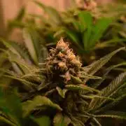 •LEMONITE • CLONES•