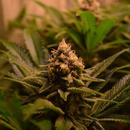 •LEMONITE • CLONES•