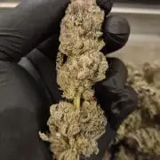 • Lemon Orange •