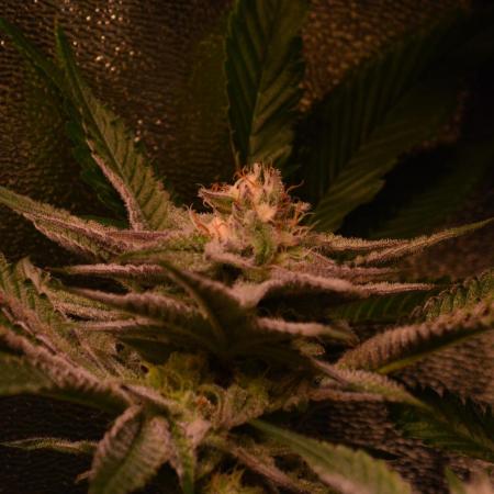 •WC×BBC • Lemonite•