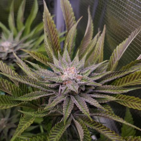 • Lemon Orange •