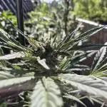 • GUAVA • OUTDOOR •
