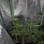 •LEMONITE • CLONES•