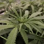 • Ocean Truffle •