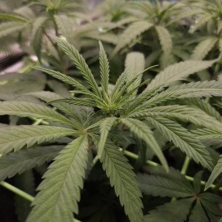 • Ocean Truffle •