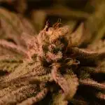 •WC×BBC • Lemonite•