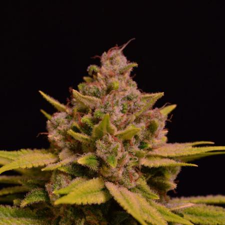 • Fruity Pebbles •