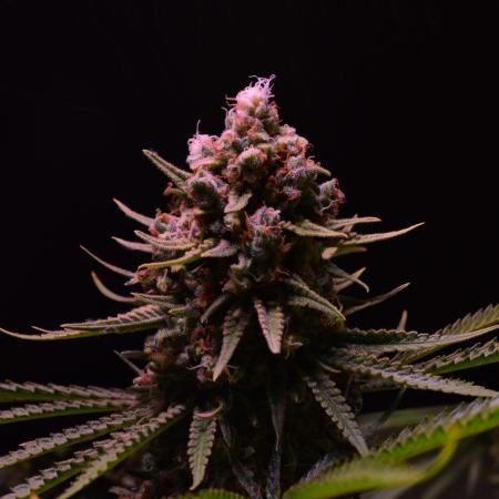 • HELGA • Critical Mass •