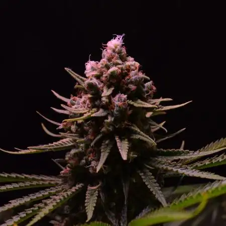 • HELGA • Critical Mass •