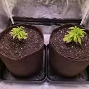 •OceanTruffle • Clones•