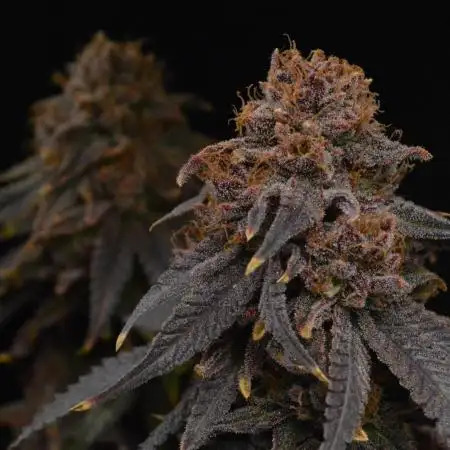 Blueberry Muffin / Grow #7 / Organic