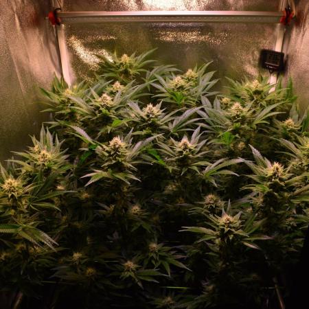 •LEMONITE • CLONES•