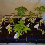 Bonsai Plants Experiment #1