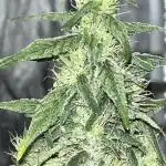 Fumegenetixseedsuk