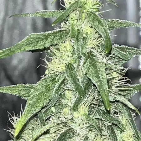 Fumegenetixseedsuk