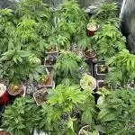 Fumegenetixseedsuk