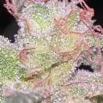 Fumegenetixseedsuk