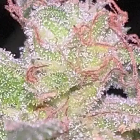 Fumegenetixseedsuk