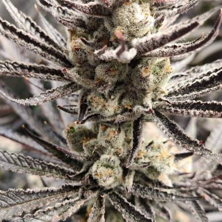 Truffaloha #2 from Beleaf