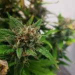 Stardawg Auto