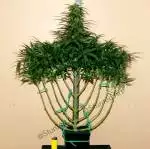 Think Dirty Strain with Mars Hydro SP150