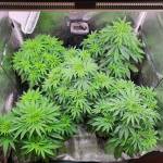 Think Fast Strain - Week 6