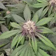 Lemon Cherry Cookies - Second Indoor