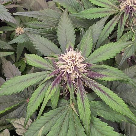 Lemon Cherry Cookies - Second Indoor