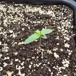 Strawberry Gorilla Auto - first indoor