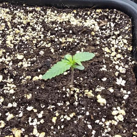 Strawberry Gorilla Auto - first indoor