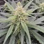 Strawberry Gorilla Auto - first indoor