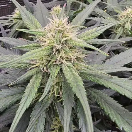 Strawberry Gorilla Auto - first indoor