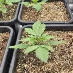 Lemon Cherry Cookies - Second Indoor