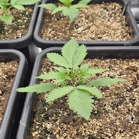 Lemon Cherry Cookies - Second Indoor