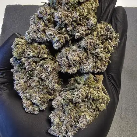 Strawberry Gorilla Auto - first indoor