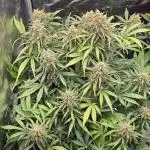 Strawberry Gorilla Auto - first indoor