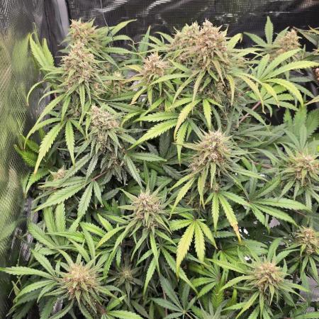 Strawberry Gorilla Auto - first indoor