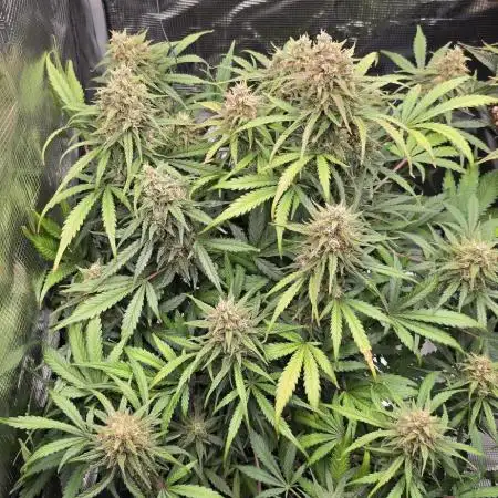 Strawberry Gorilla Auto - first indoor