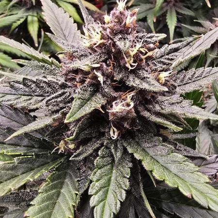 Lemon Cherry Cookies - Second Indoor